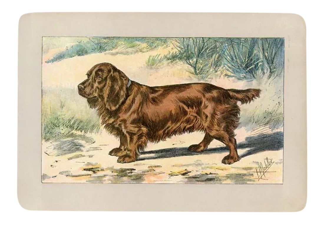 1907, Sussex Spaniel, Original Antique French Dog Print (1 of 3)