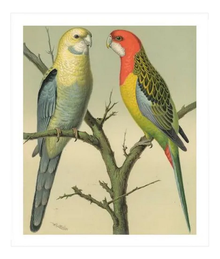 Antique '2 Parrots' Archival Print (1 of 3)