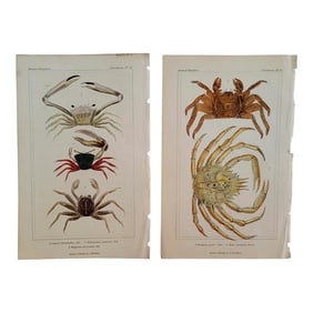 1837 Pair of Crab Hand Colored Engravings by Cuvier of London
