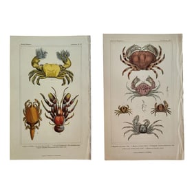 Animal Kingdom by Cuvier of London Crab Crustacean Engraving, 1837
