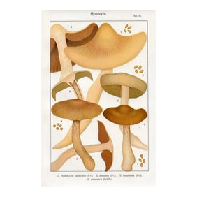 1915, Waxy Cap Mushroom Print, Original Lithograph, Germany