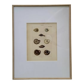 Early 1900s Framed Carocolla Shell Art Engraving