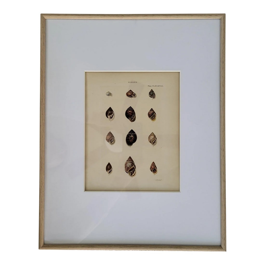 1900s Framed Antique Scarabus Shell Art Engraving (1 of 7)