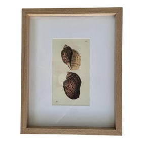 1802 Framed Buccinum Harpa or Harp Shell From the Naturalist's Miscellany
