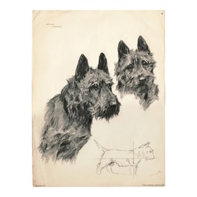 1930s Swiss Print of Scotty Dog Drawing