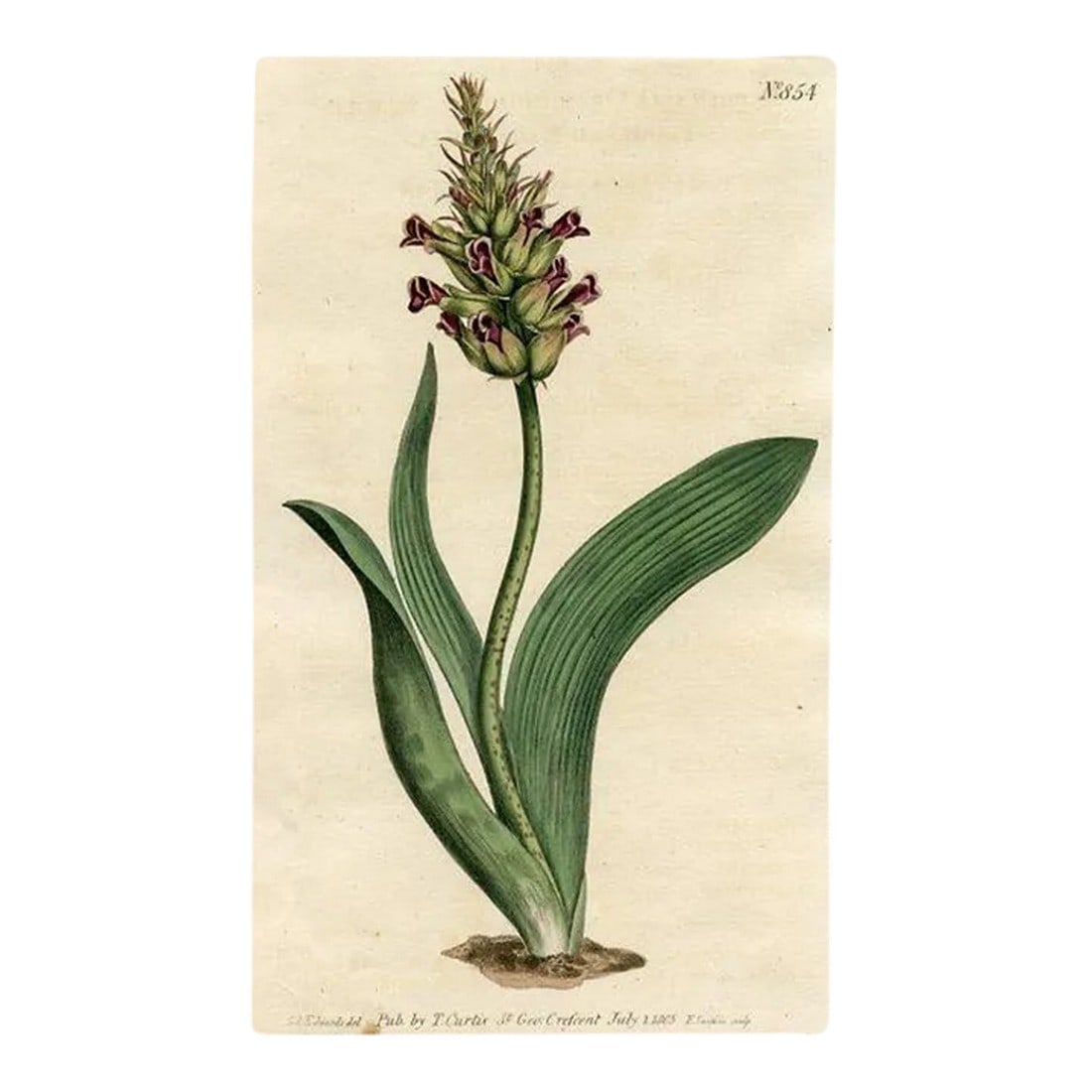 1805, Orchid-Like Cape Cowslip Print, Curtis's Botanical Magazine, Original Antique Botanical Engrav (1 of 3)