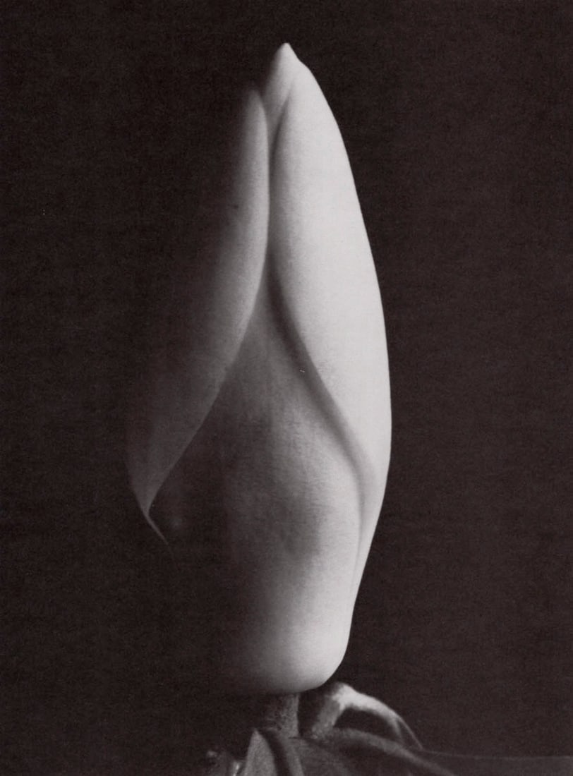 IMOGEN CUNNINGHAM - Magnolia Bud, c. 1920s (1 of 1)