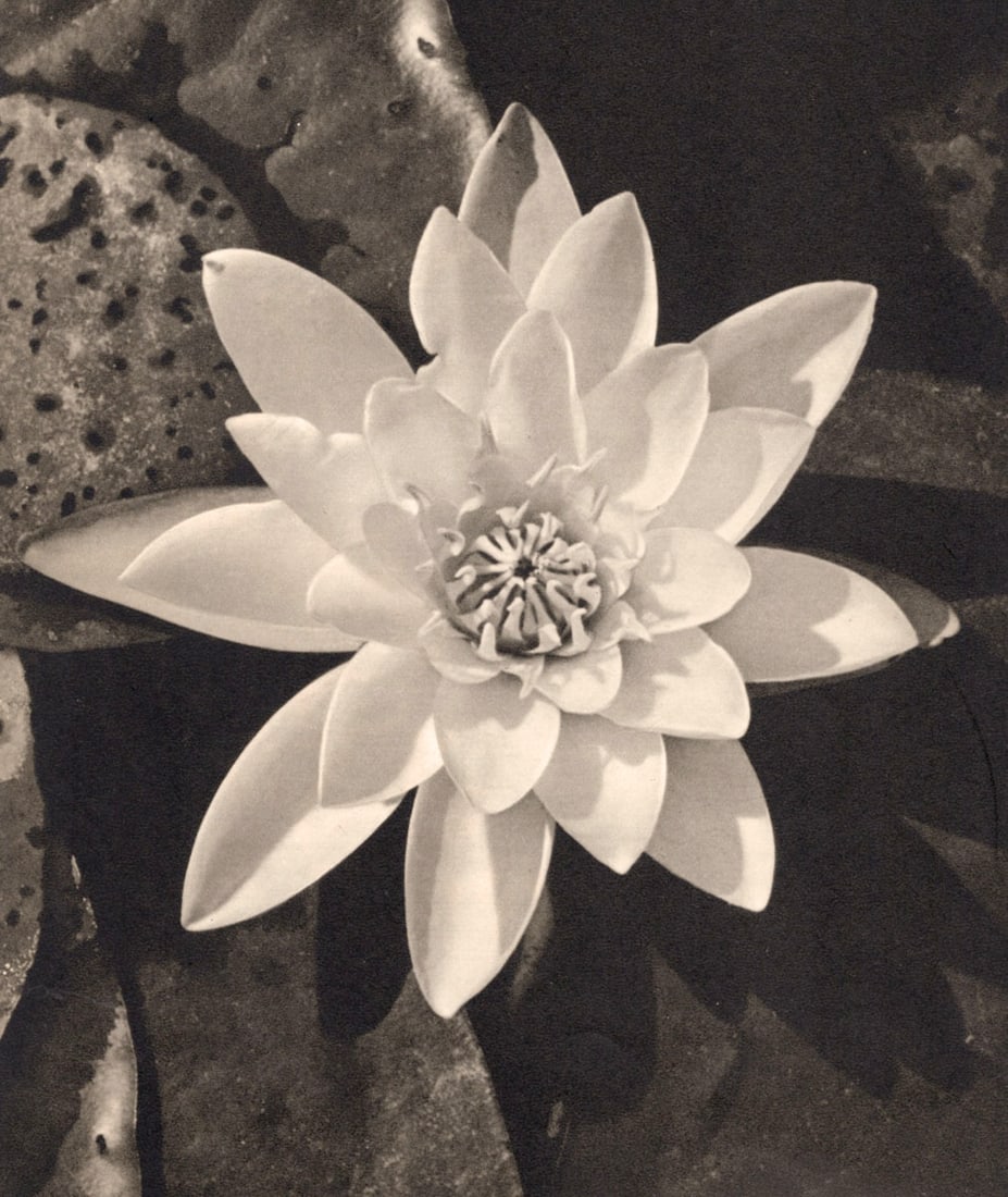 F. GOLDRING - Pretty Pond Lily (1 of 1)
