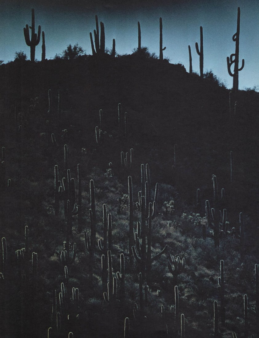 FARREL GREHAN - The Sonoran Desert (1 of 1)