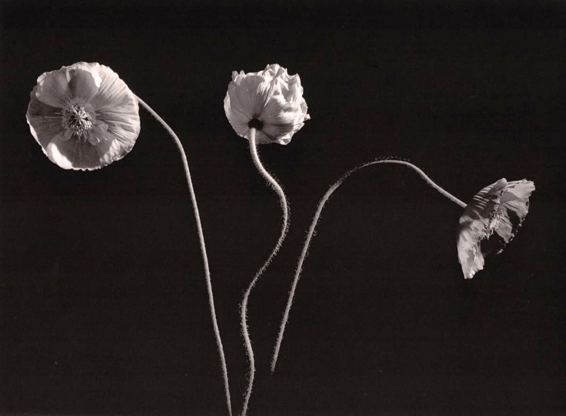 HORST - Poppies, Oyster Bay, 1989 (1 of 1)