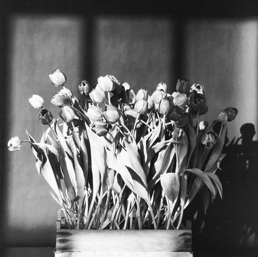 MAPPLETHORPE - Tulips, 1983 (1 of 1)