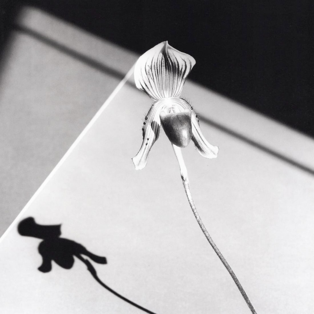 MAPPLETHORPE - Orchid, 1986 (1 of 1)