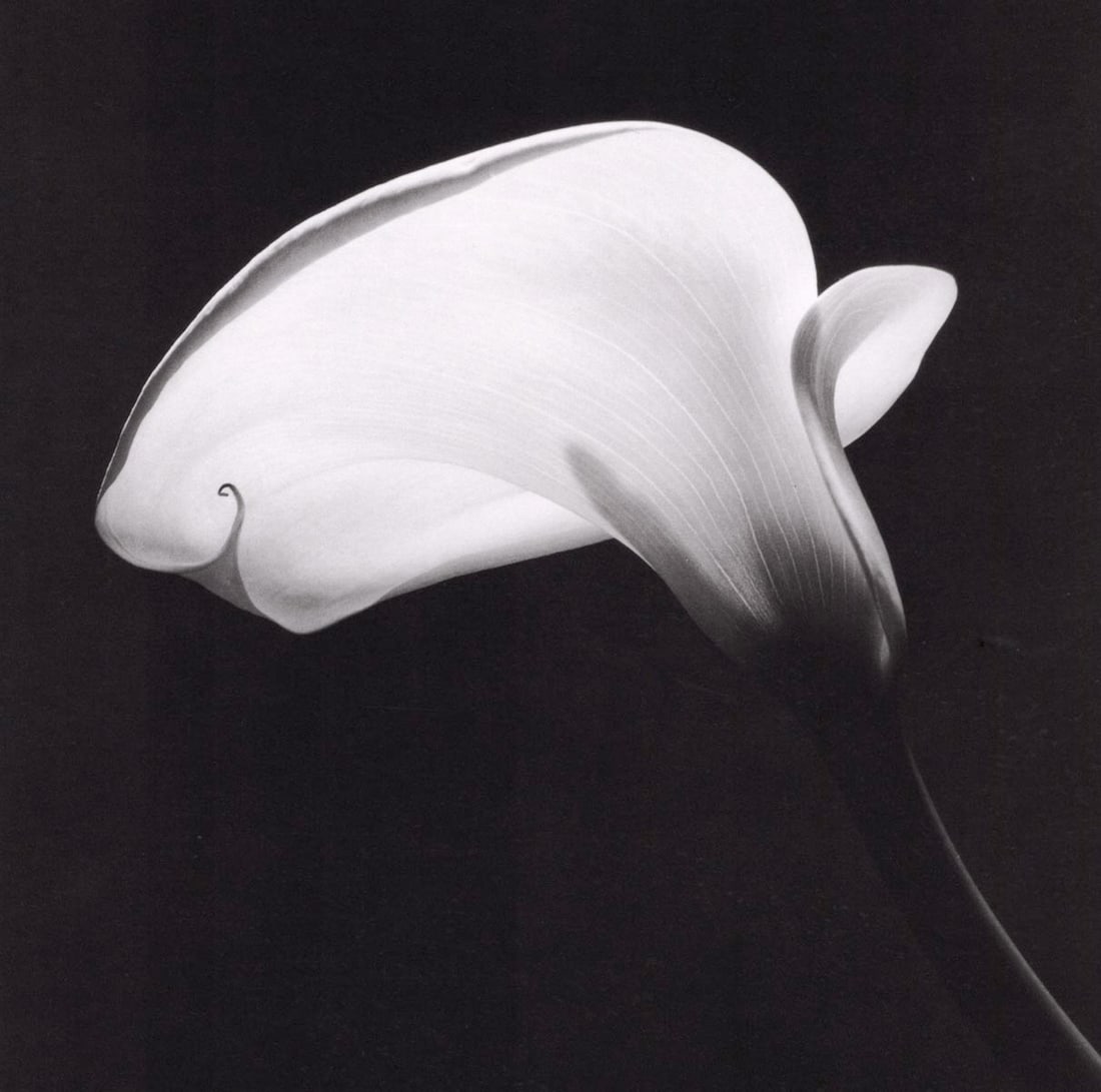 MAPPLETHORPE - Calla Lily, 1984 (1 of 1)
