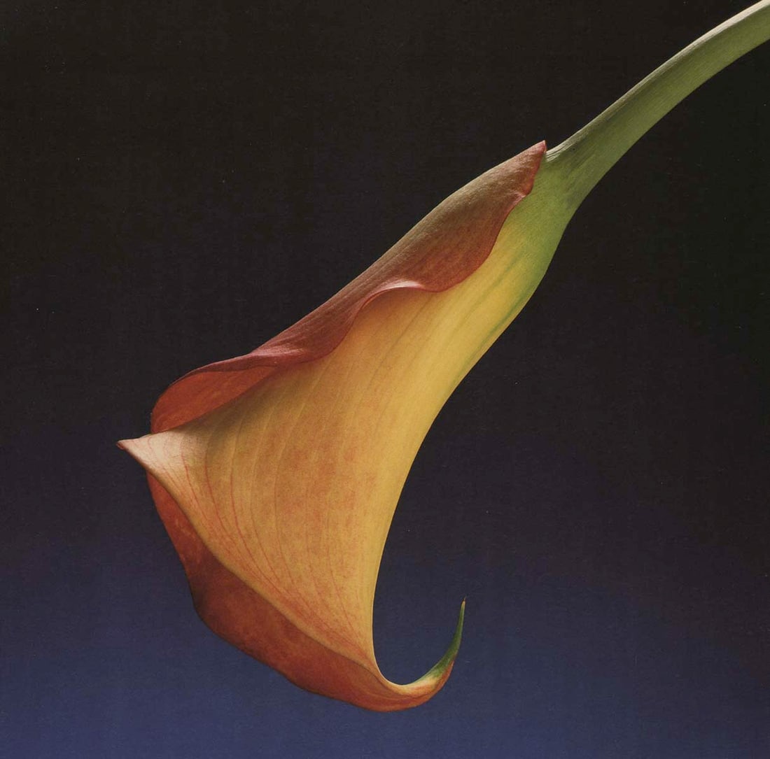 MAPPLETHORPE - Calla Lily, 1988 (1 of 1)