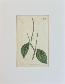 Original Hand Colored Curtis Dwarf Pointed Leaved Pepper Botanical Engraving 1817