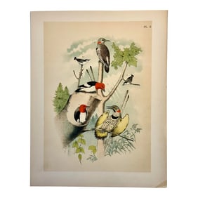 Woodpeckers by Studer, 1878 (Unframed), Original Chromolithograph