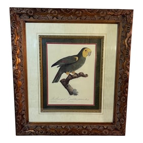 Vintage Framed Parrot Print by Ornithological Artist Jacque Barraband L'Amazone Tete Jaune - Pl. 8