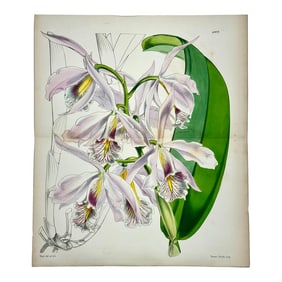 Cattleya Orchid Print by Curtis, 1856