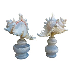 Pair of White Murex Ramosus SeaShells Mounted - A Pair of 2