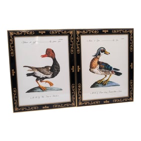 Pair of Native Duck Engraving Prints Saverio Manetti
