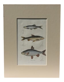 Early 19th Century Bleak, Dace & Roach Fish Variety Print