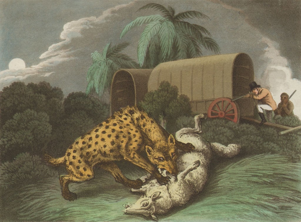 AFRICA. Shooting Hyaena attacking sheep. Wagon. Rifles (Edward Orme) 1814: Title: AFRICA. Shooting Hyaena attacking sheep. Wagon. Rifles (Edward Orme) 1814 Description: Shooting the Hyaena'. Howitt del; M Dubourg sculpt. Published 1814. Antique aquatint print with original h