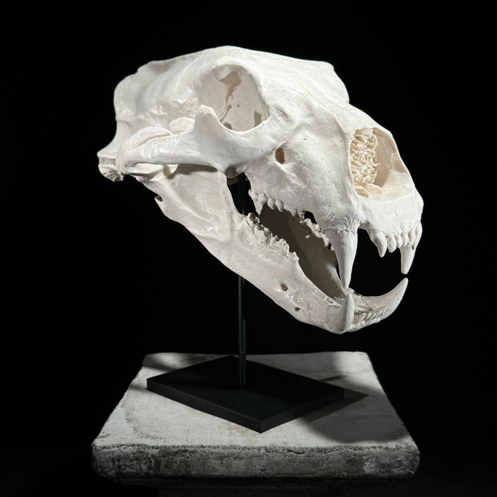 Polar Bear Skull Replica white - Taxidermy replica mount (1 of 10)