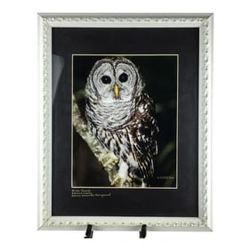 Signed Original Photo of Barn Owl Framed Under Glass