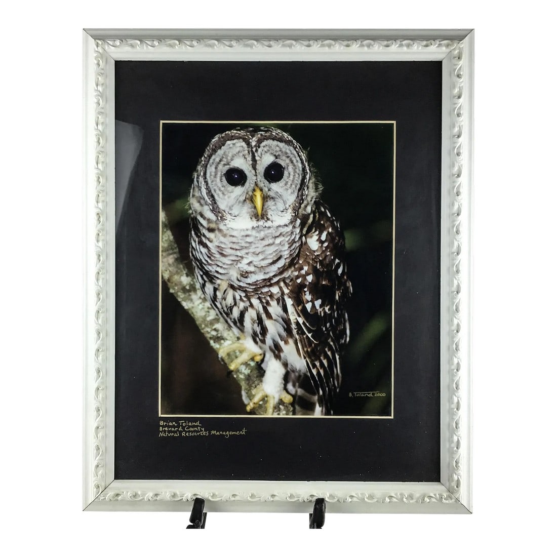 Signed Original Photo of Barn Owl Framed Under Glass (1 of 6)