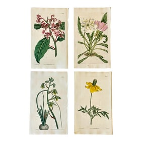 Original Botanical Engravings by William Curtis, 1816- Set of 4