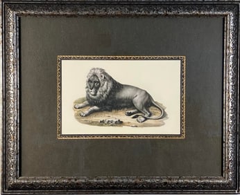 Antique Hand-Colored Lion Engraving – 19th Century Natural History Print in Ornate Frame