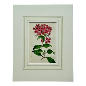Early 19th Century Phlox Flower Botanical, Original Engraving by Curtis