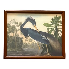 Framed Audubon "Louisiana Heron" Print "” Vintage Natural History Art