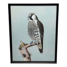 Vintage Original British Gouache Watercolor Peregrine Falcon by David Johnston