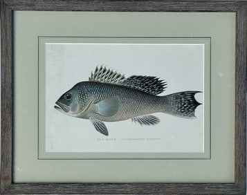 20th Century Sea Bass by Denton, Framed