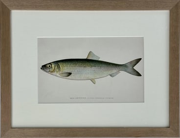20th Century Sea Herring Print, Framed