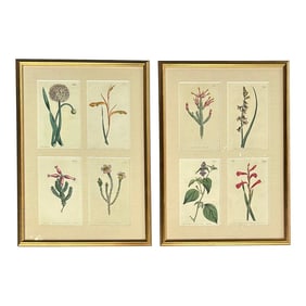 Set of Botanicals by William Curtis, 1806 (Framed)