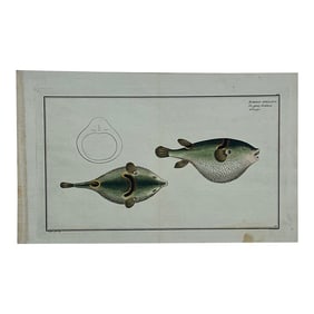 Puffer Fish Original Print by Bloch, 1782