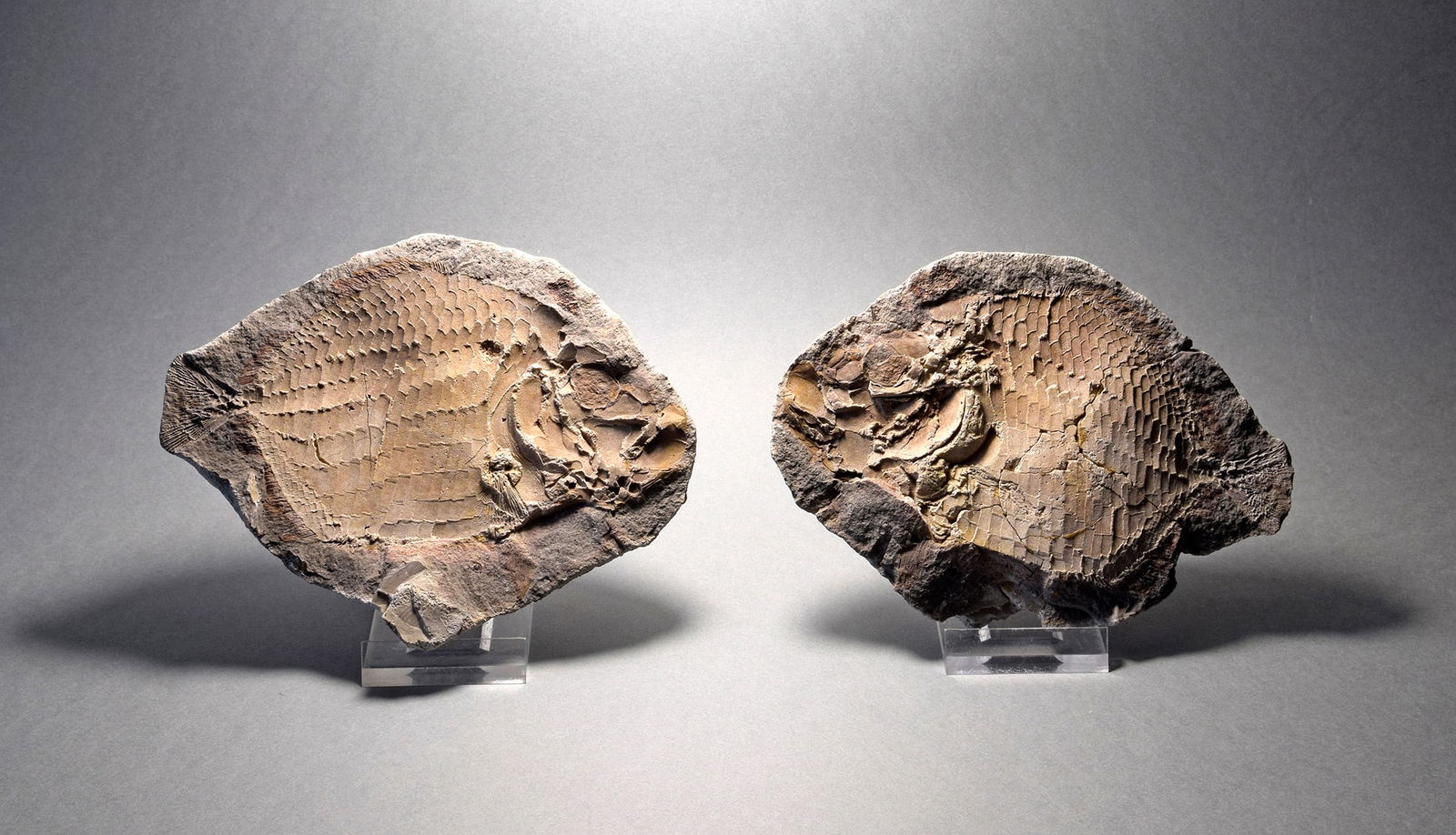 Perfect fish fossil Bobasatrania mahavavica: Title: Perfect fish fossil Bobasatrania mahavavica Origin: Madagascar Size: c. 13.1 cm long Description: Species: Bobasatrania mahavavica Age: lower Triassic Locality: Madagascar Measurements: c. 13.1