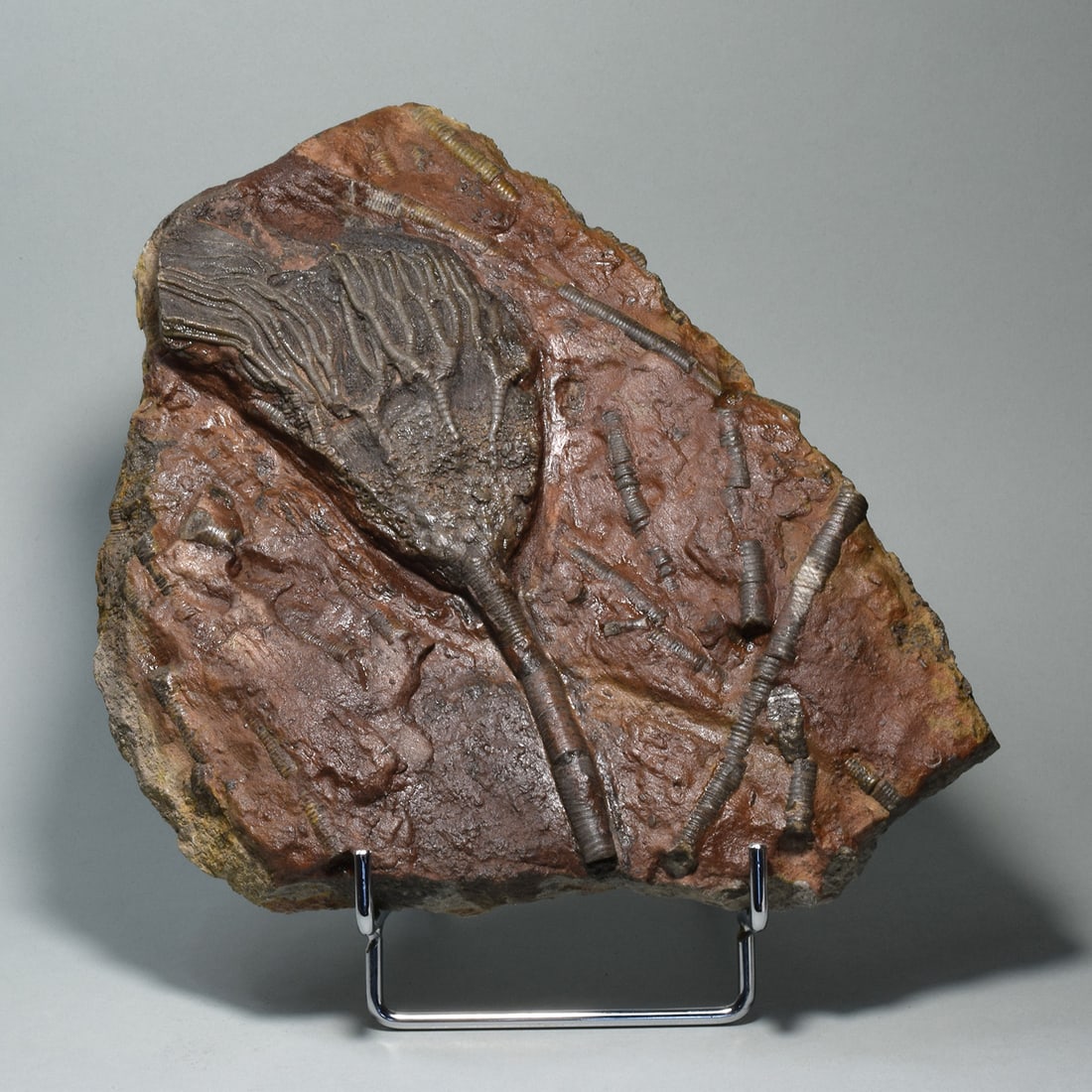 Nice crinoid on slab - Scyphocrinites elegans: Title: Nice crinoid on slab - Scyphocrinites elegans Origin: Morocco Size: 19.5 x 19.5 cm Description: Species: Scyphocrinites elegans Age: Silurian Locality: Morocco Measurements: c. 19.5 x 19.5 cm W