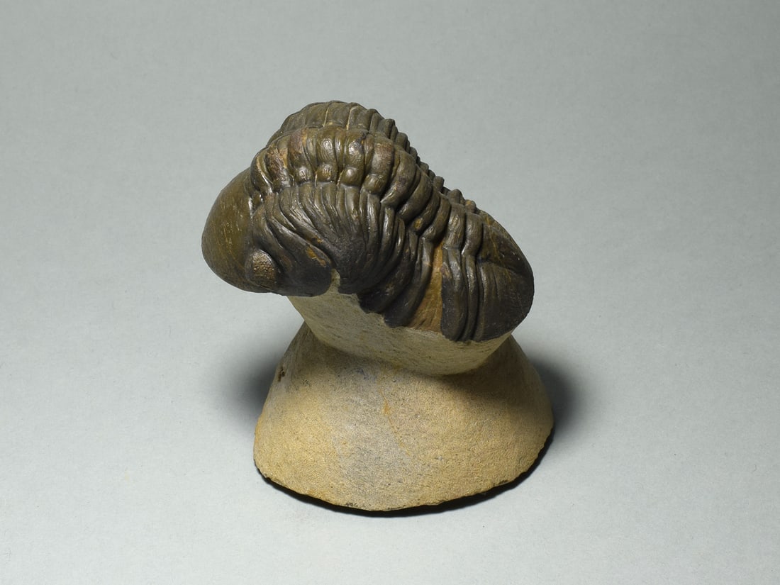 Fine trilobite - Reedops cephalotes: Title: Fine trilobite - Reedops cephalotes Origin: Morocco Size: 8.3 cm long trilobite, if outstretched Description: Species: Reedops cephalotes Age: Devonian Locality: Morocco Measurements: 8.3 cm lo