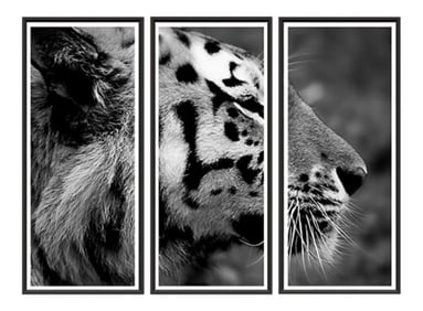 Trowbridge "Tiger" Photo Triptych by Jamie Thorn Set of 3