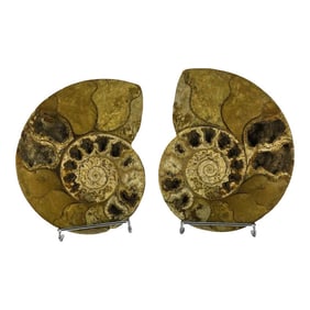 X Large Prehistoric Ammonite Fossil - A Pair