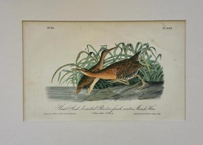1840 Colored Lithograph of the Fresh Water Marsh Hen After John James Audubon
