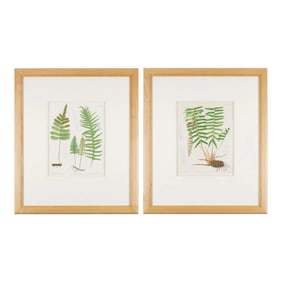 Framed Pair of Prints From "The Ferns of North America" by Daniel Cady Eaton, 1879