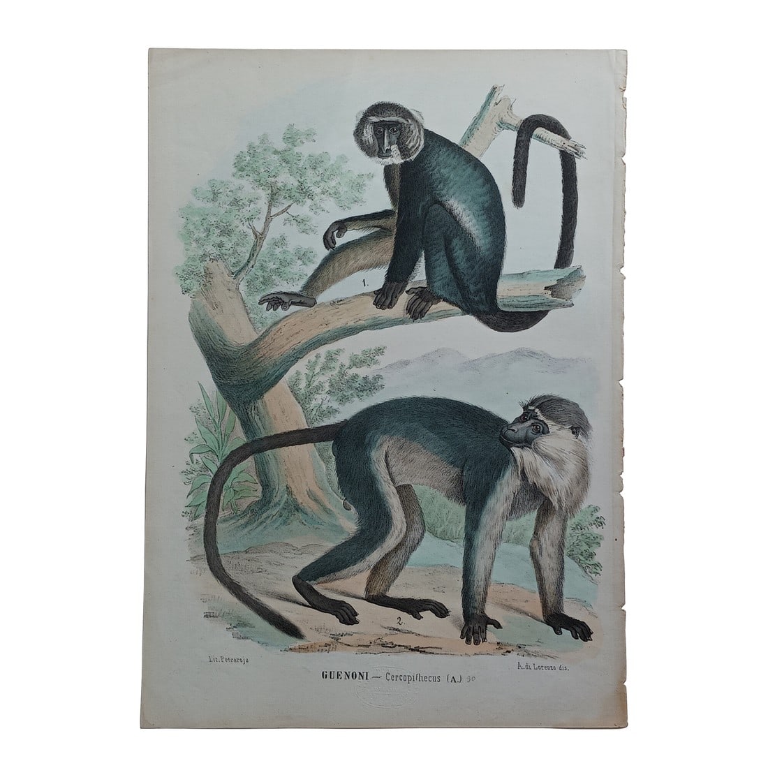 Antique Monkey Hand Colored Lithograph, Large Size, Italy, 1868 (1 of 6)