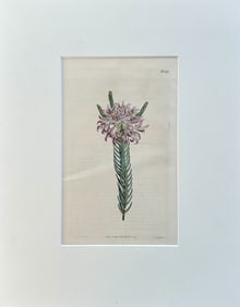 Original Hand Colored Curtis Purple Lachnaea Botanical Engraving, 1802