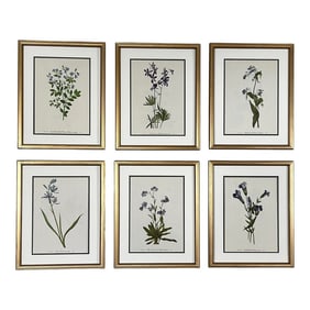 Framed Vintage Botanical Set of 6 -Authentic 1950s & 1960s Prints