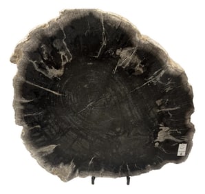 Live Edge Petrified Wood A