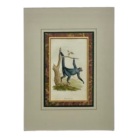 Spider Monkey Original Print, 1863